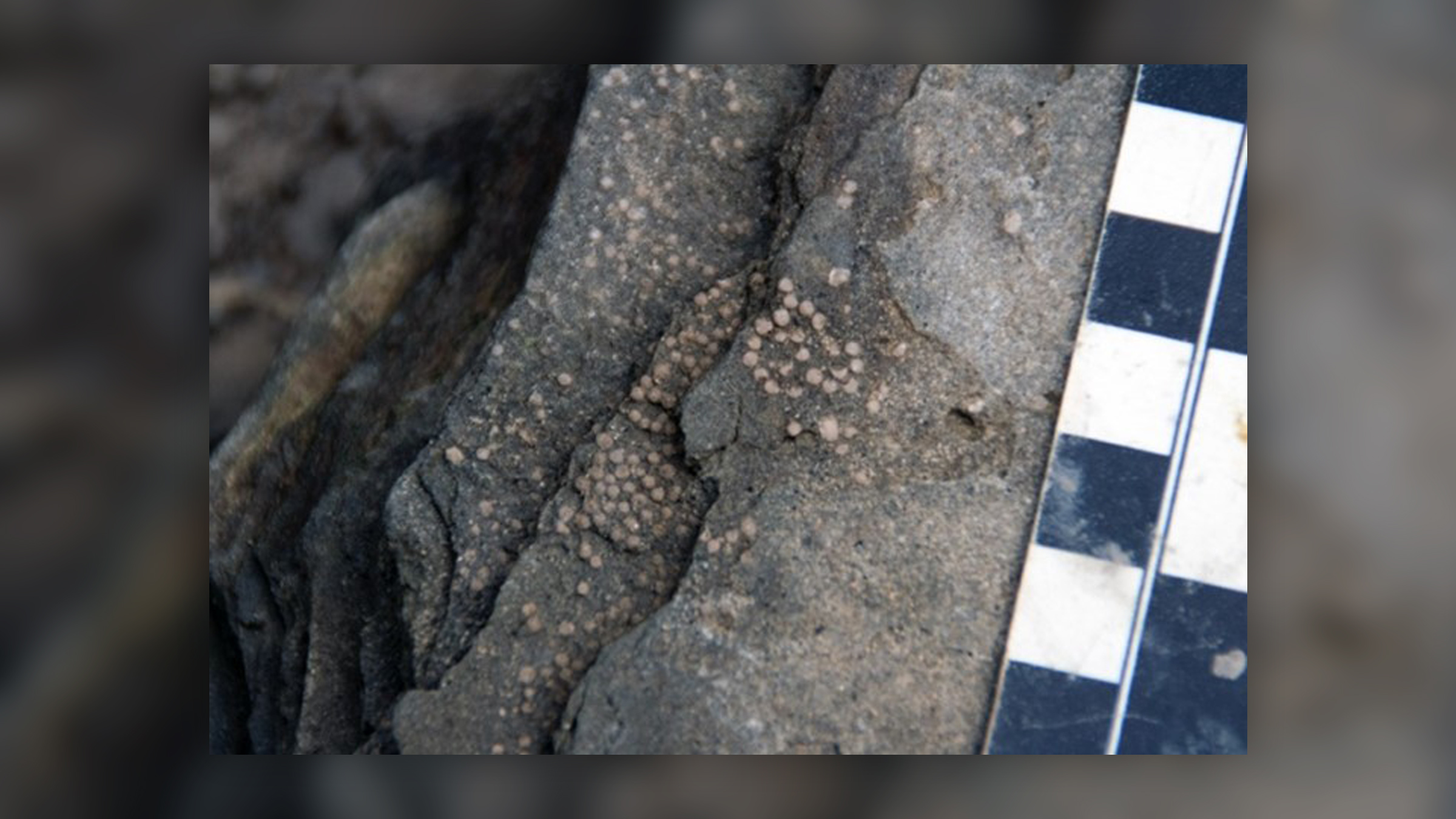 A close-up view of the rocks exposed at Darting Minnow Creek, Texas. These samples have sulfur from the Chicxulub impact crater.