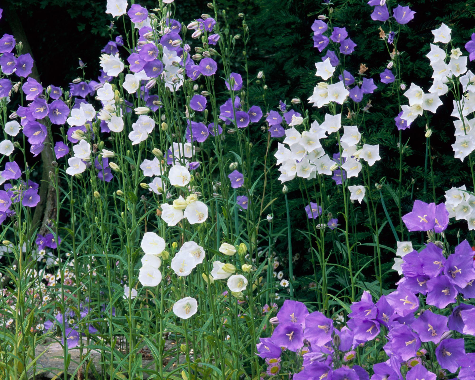 campanula border