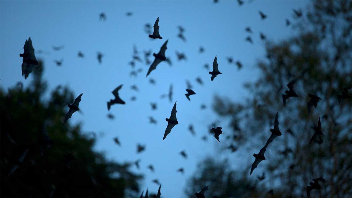 Bats in flight at night