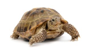 A large tortoise walks on white surface. 