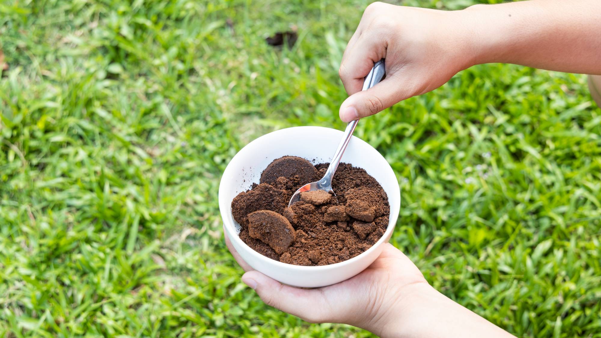 Coffee grounds lawn care 