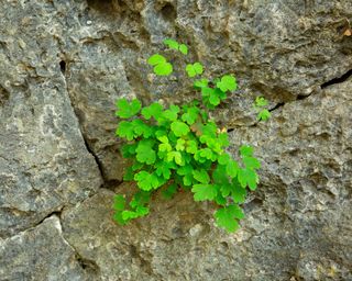 aquilegia plant growing in cliff wall