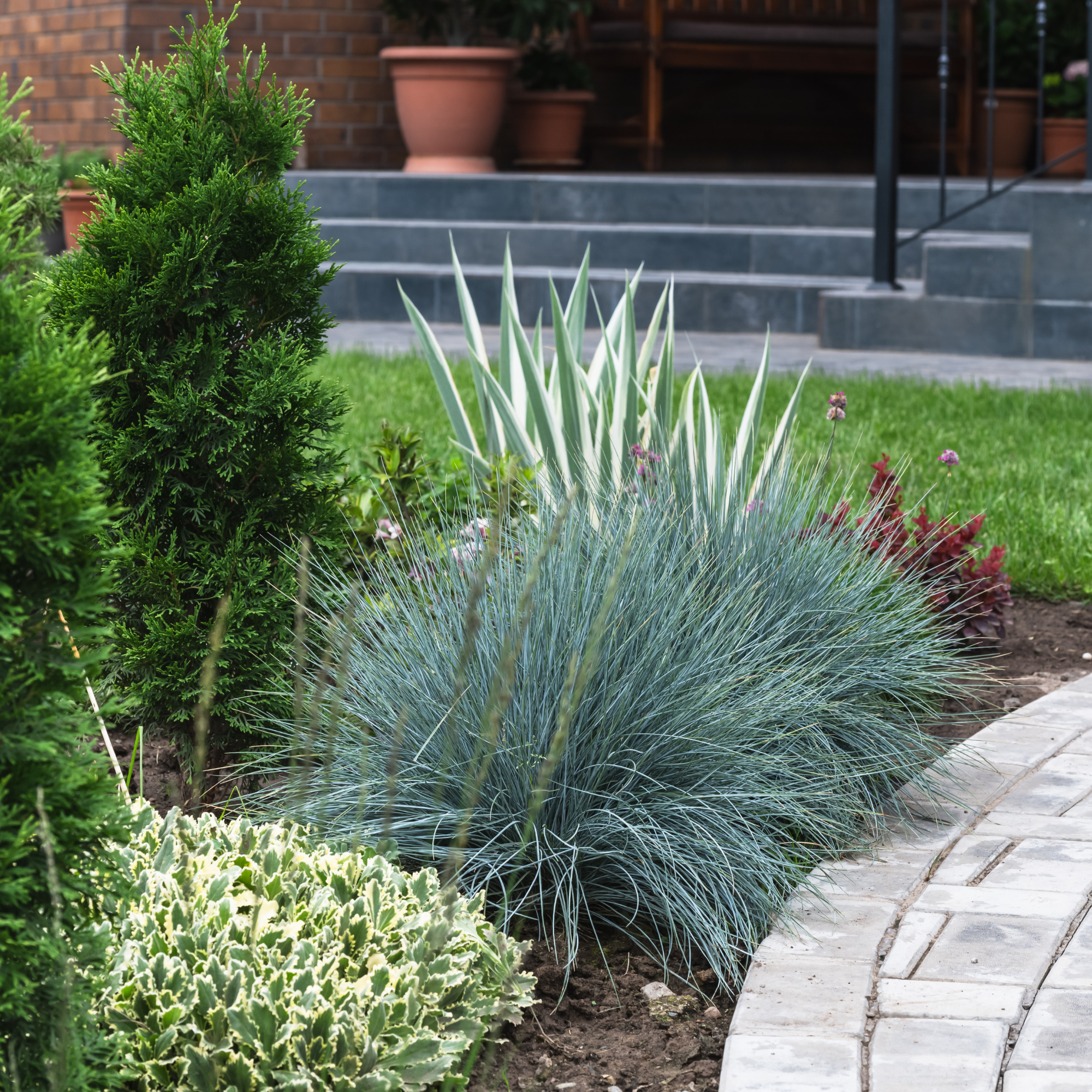 Blue Fescue in garden border.