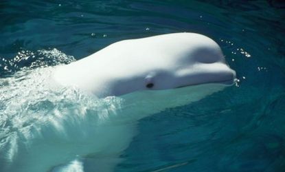 A Beluga whale named NOC learned to lower it's speech-sounds to mimic those of its human trainers.