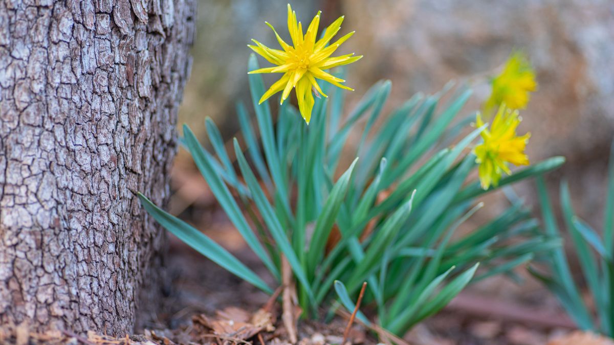 Photo of yellow flowers taken with Nikon D750