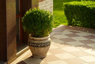 A boxwood shrub in a pot on a front porch
