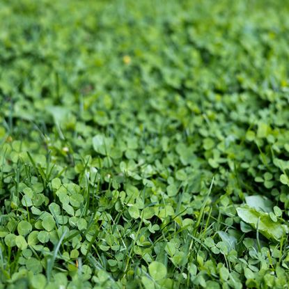 patch of wild clover growing 