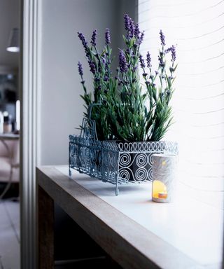 Flower display: arrangement, potted lavender in wiire basket