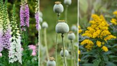 composite of foxgloves, poppy seed heads and goldenrod