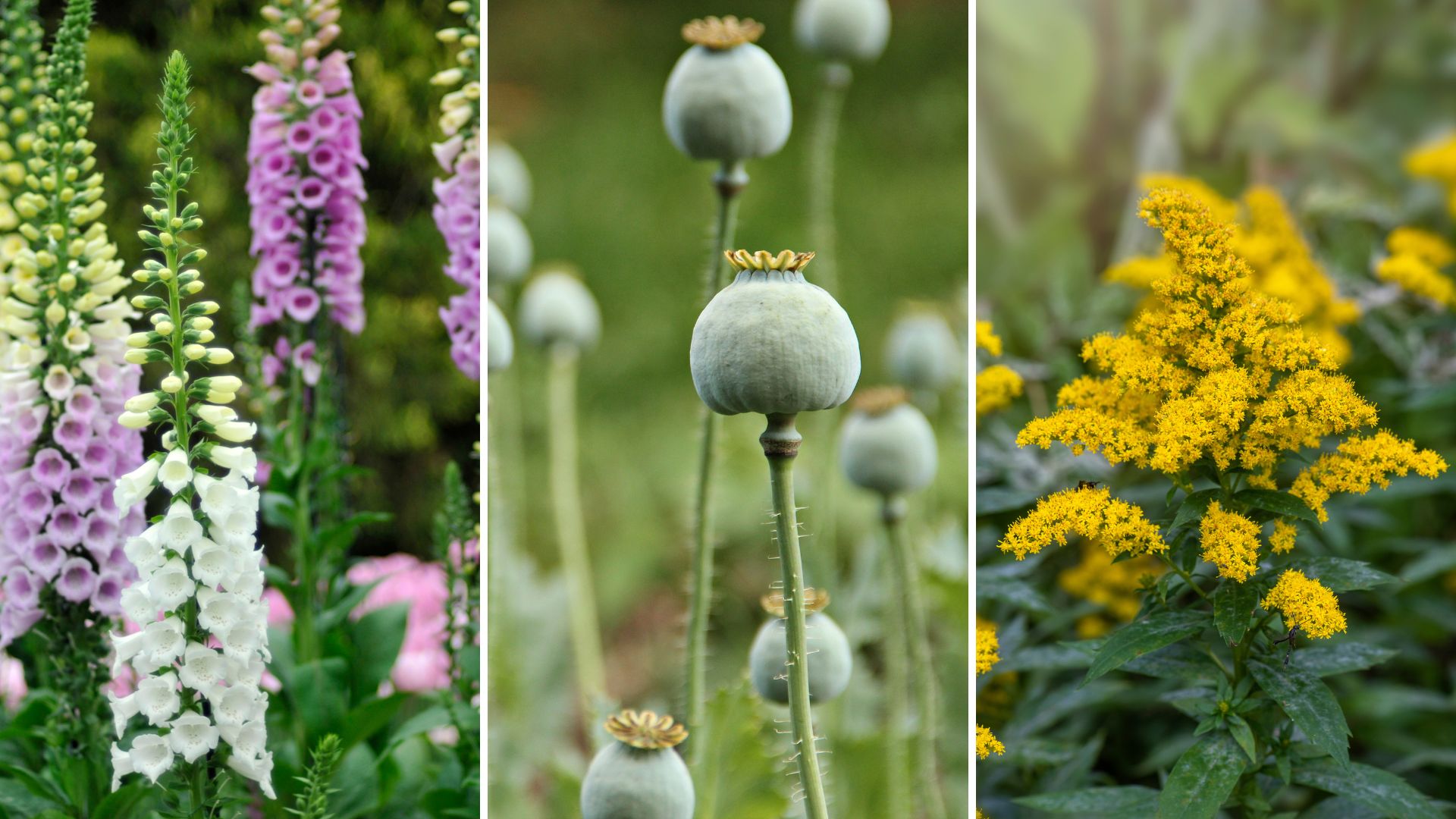 composite of foxgloves, poppy seed heads and goldenrod