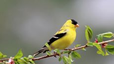 A yellow goldfinch perching on a branch in spring