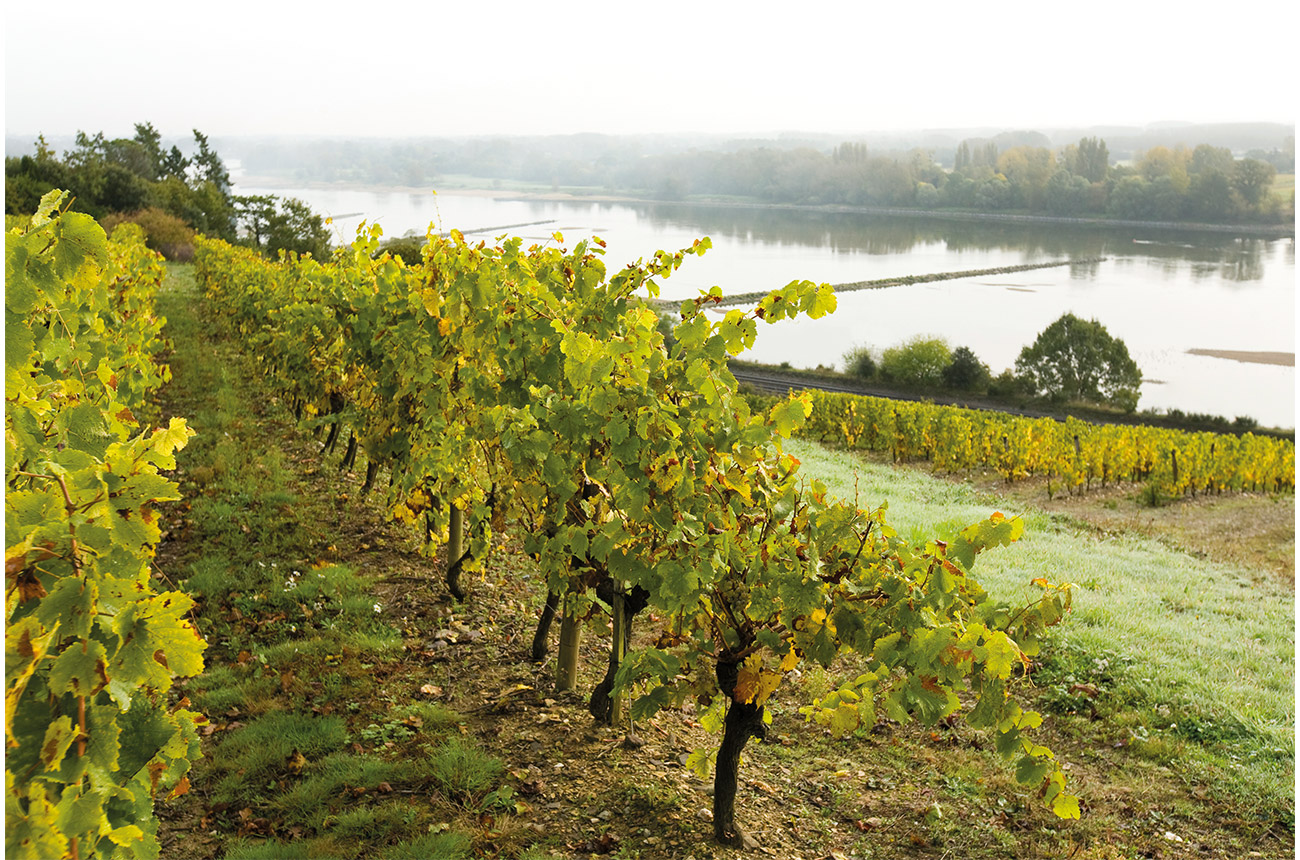 Vineyards in the Loire