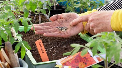 sowing marigold seeds in a tray in a greenhouse