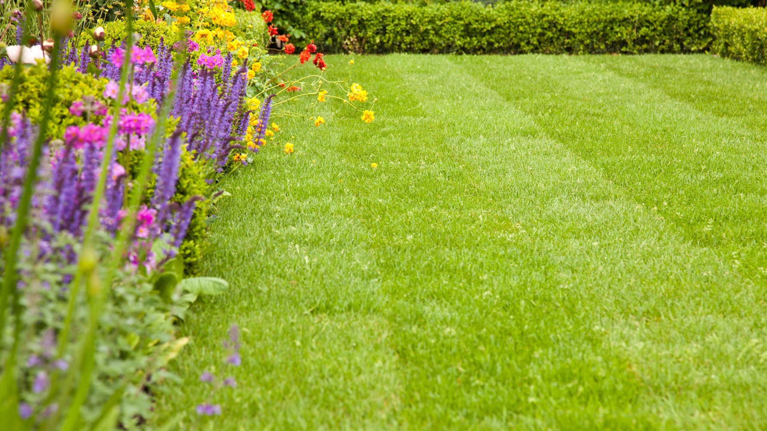 What I do to my lawn in March (and what I leave until later in spring) – and it's what garden experts advise too