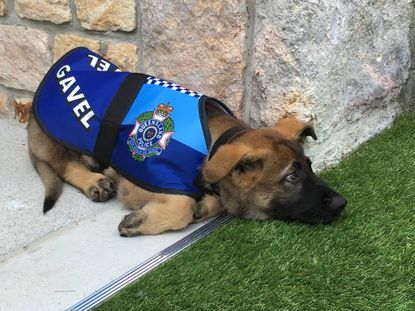 The German Shepherd puppy who got kicked out of the police dog academy in Queensland, Australia for being "too friendly."