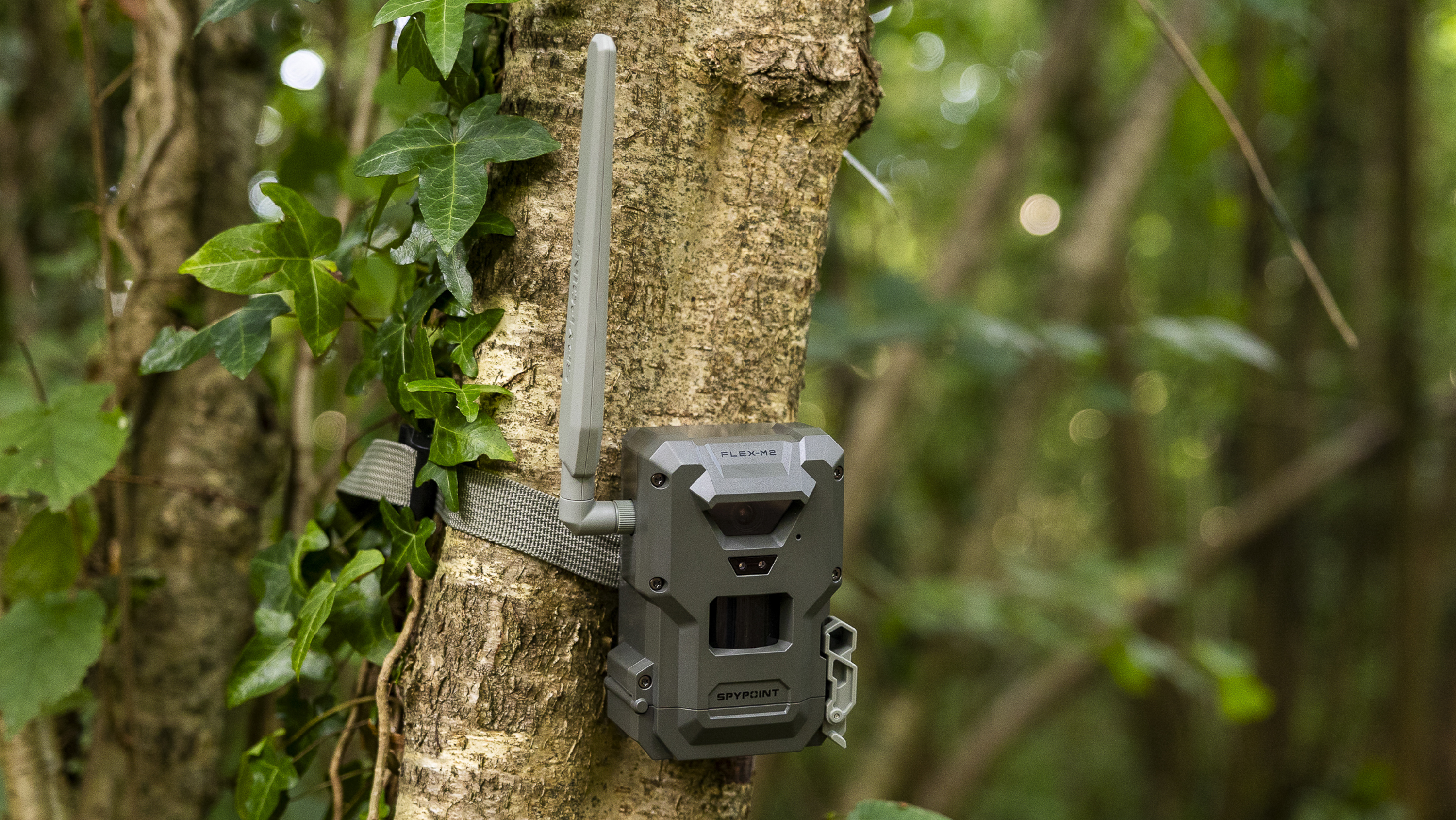 The Spypoint FLEX-M2 trail camera on a tree in a woodland