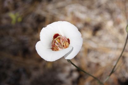 Calochortus Lily Flower