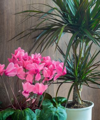 cyclamen plant in front of a dracaena indoors