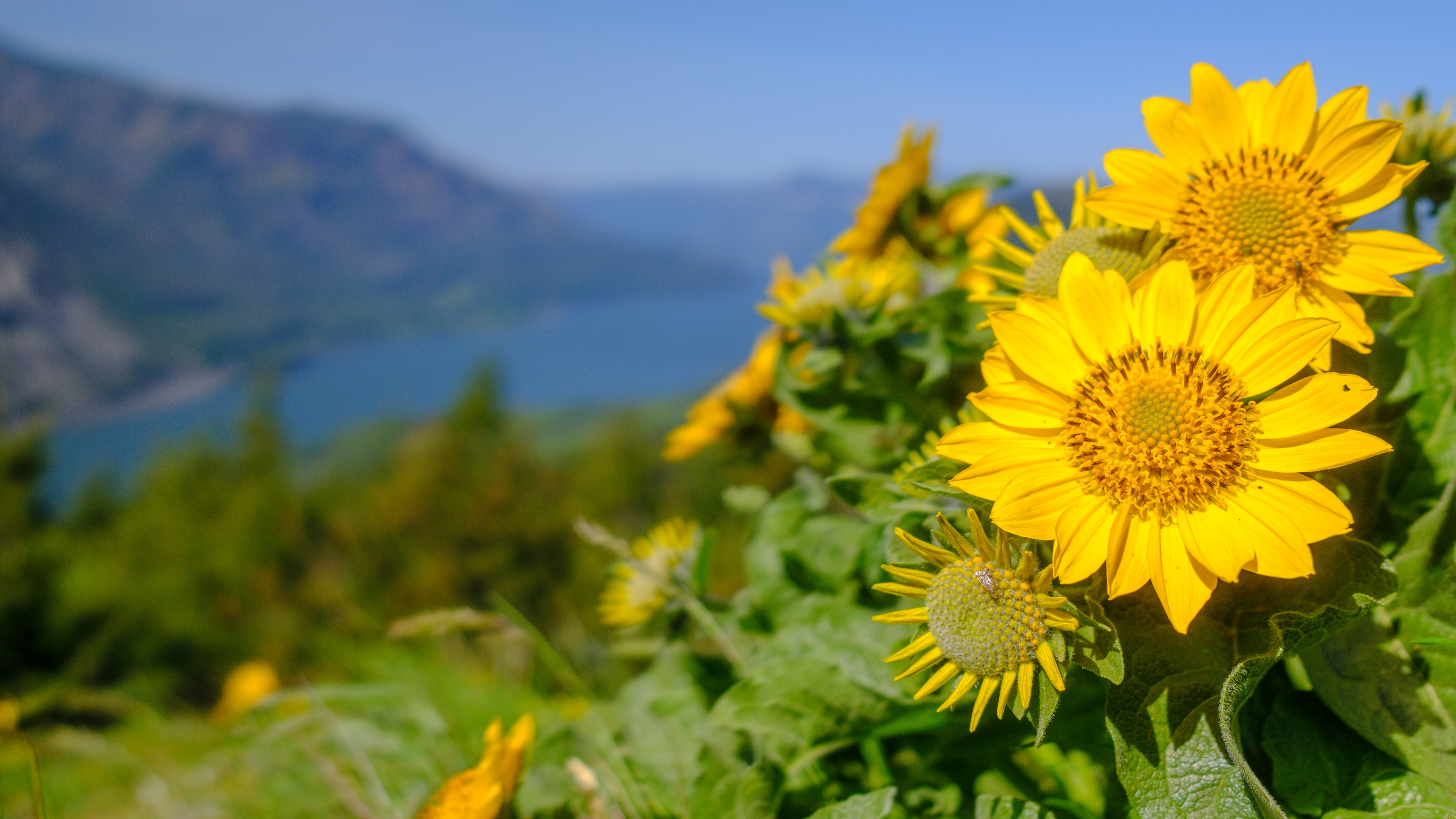 Scenic landscape photo of the Columbia River Gorge showing bright yellow flowers in the foreground and river with mountains and blue skies in the background
