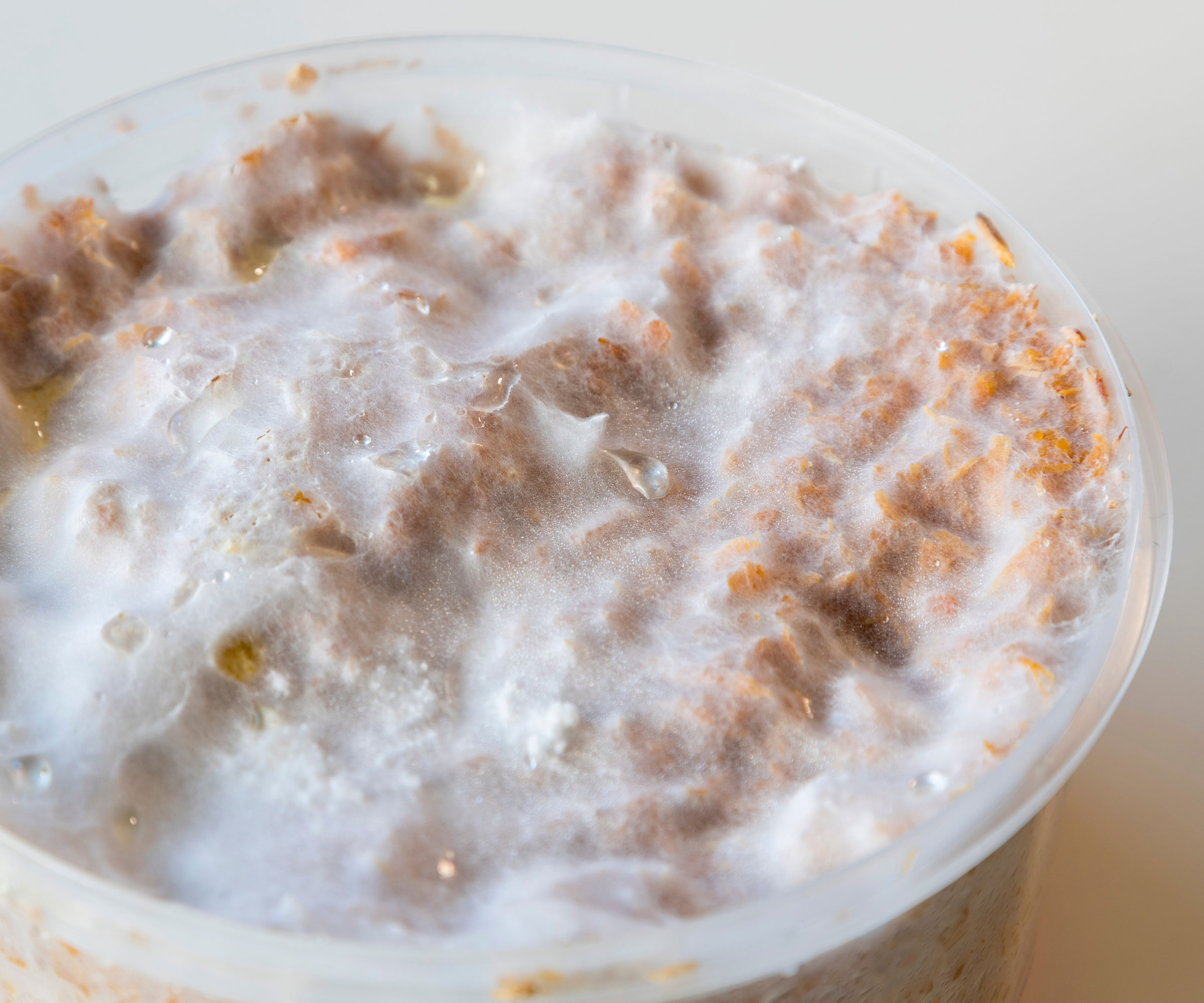 mushroom mycelium growing in dish