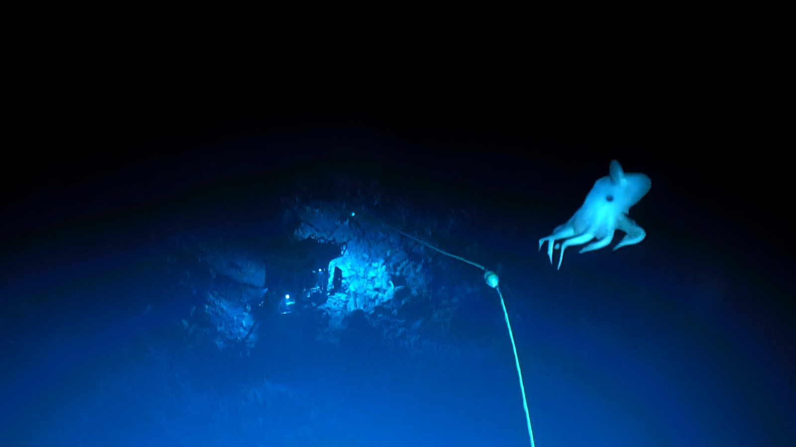 The dumbo octopus hovering near the seafloor