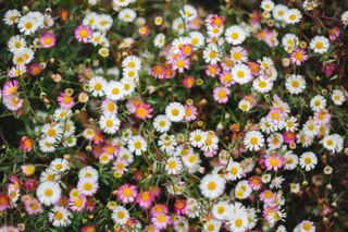 A garden with fleabane/erigeron