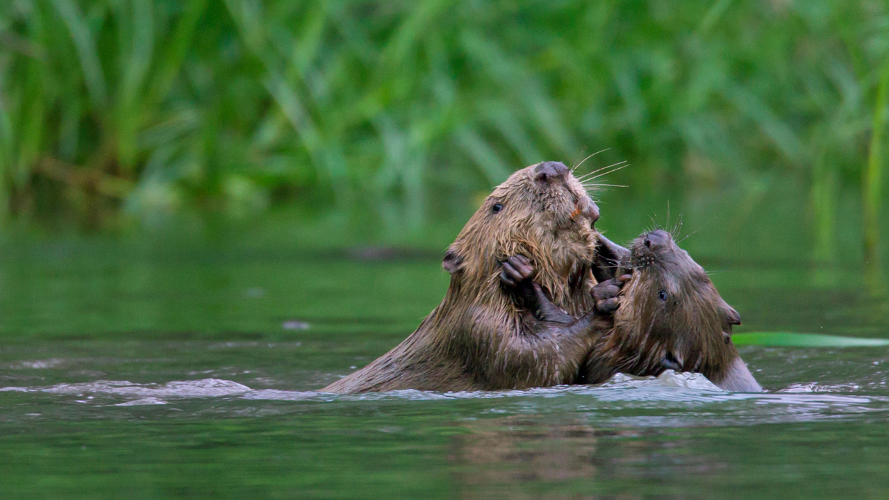 Beavers playing in a river