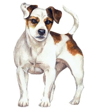 Jack Russell