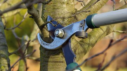 Pruning tree branches with a pair of loppers