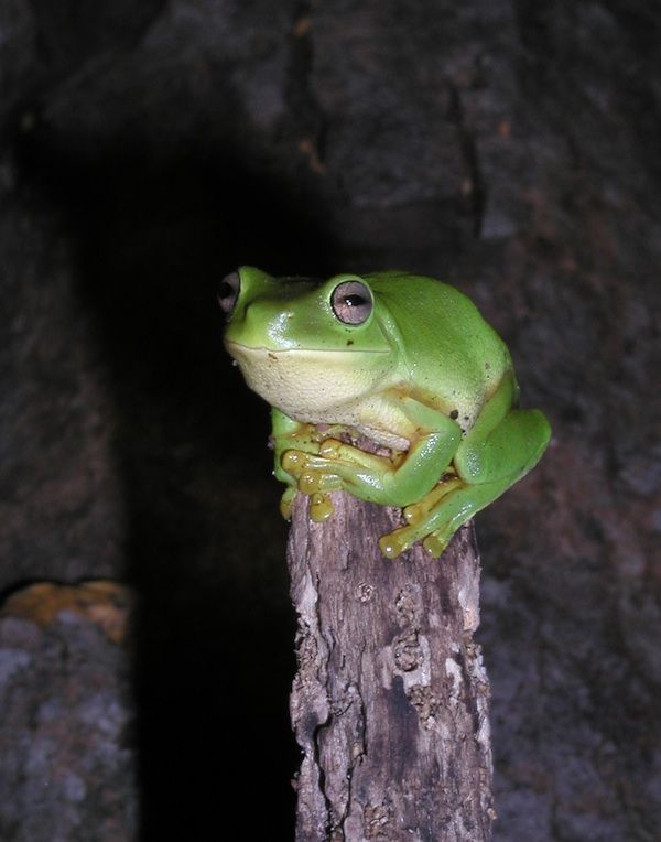 Some Frogs Pee Out Junk From Their Bodies | Live Science