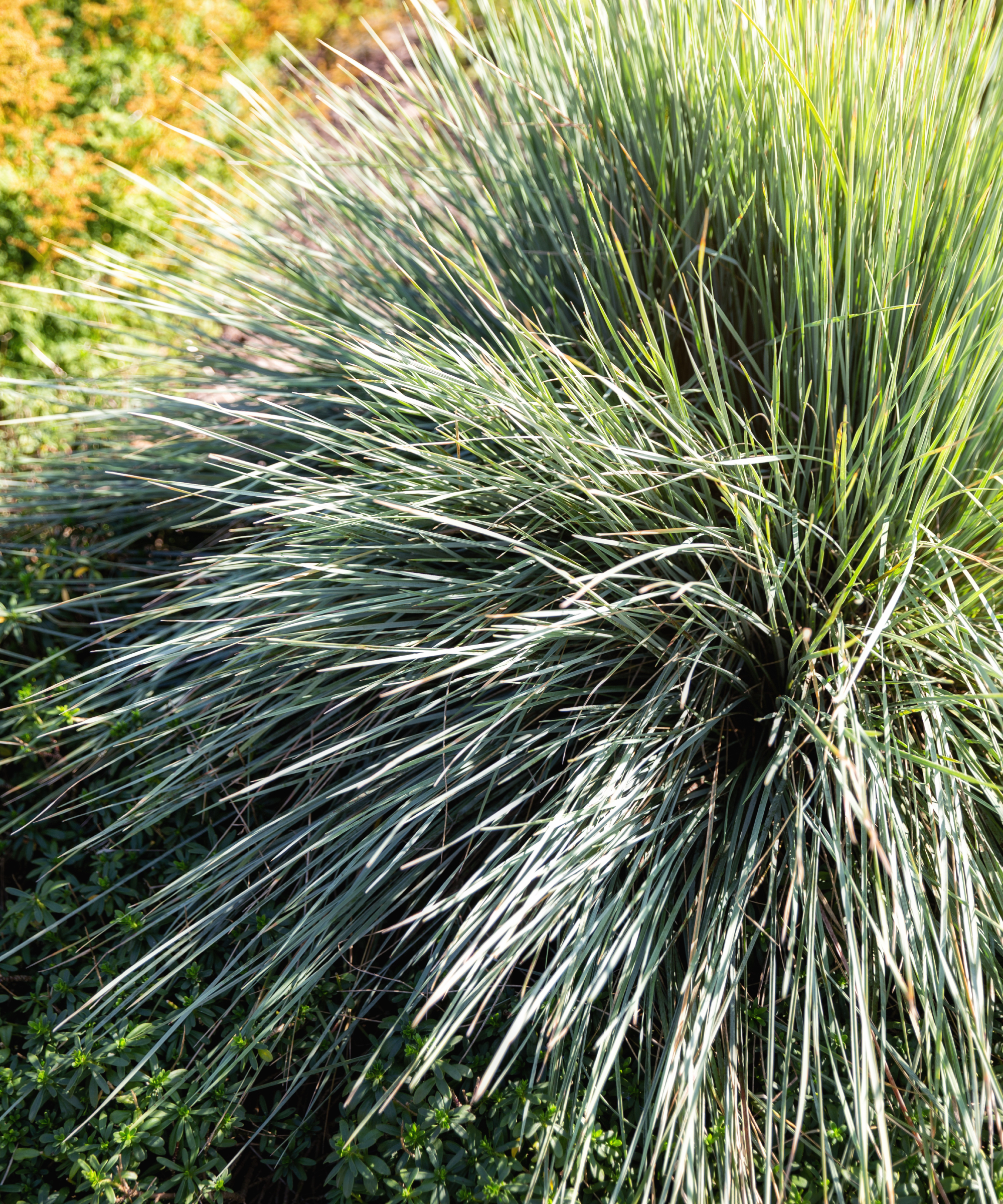 Clump of blue oat grass ornamental grass