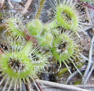 The snap tentacles (shown here) of the sundew plant are among the quickest seen yet in the plant kingdom.
