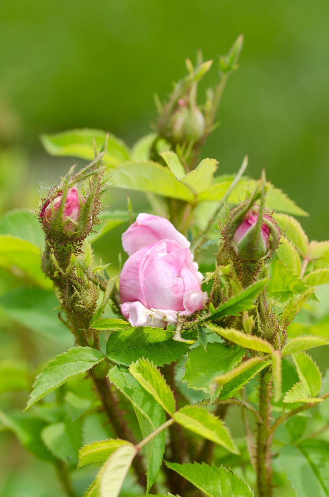 Pink Rose Bud