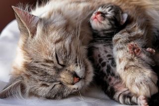 newborn and cats