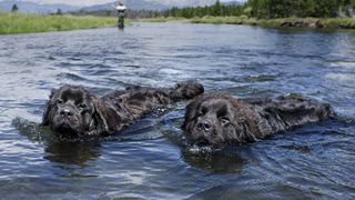 Two newfoundland dogs swimming in lake