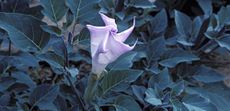 Strong roots, sacred datura