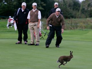 Golfing-Hare