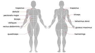 Anatomy of muscles in the body with female body front and back positioning