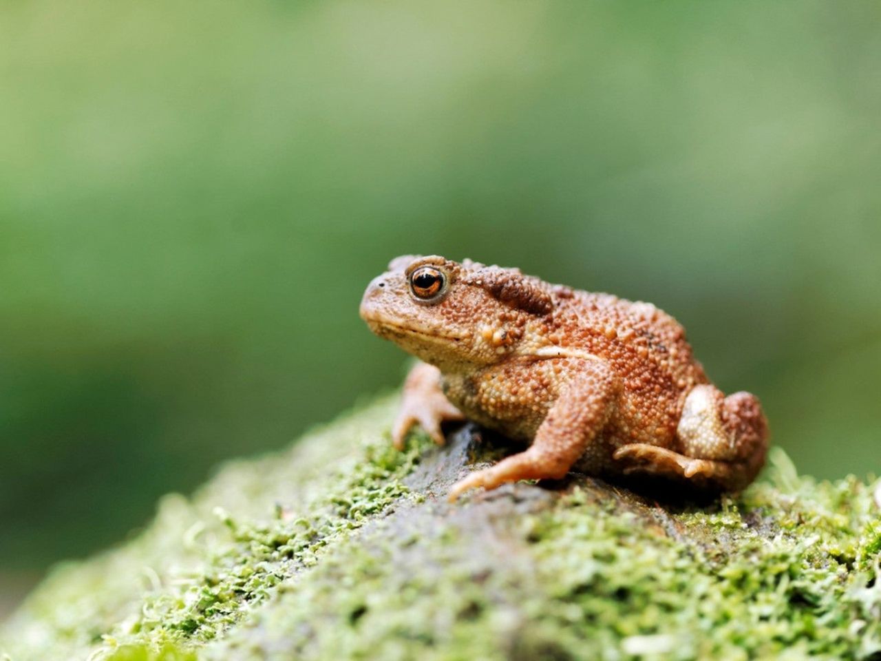 A Toad In The Garden