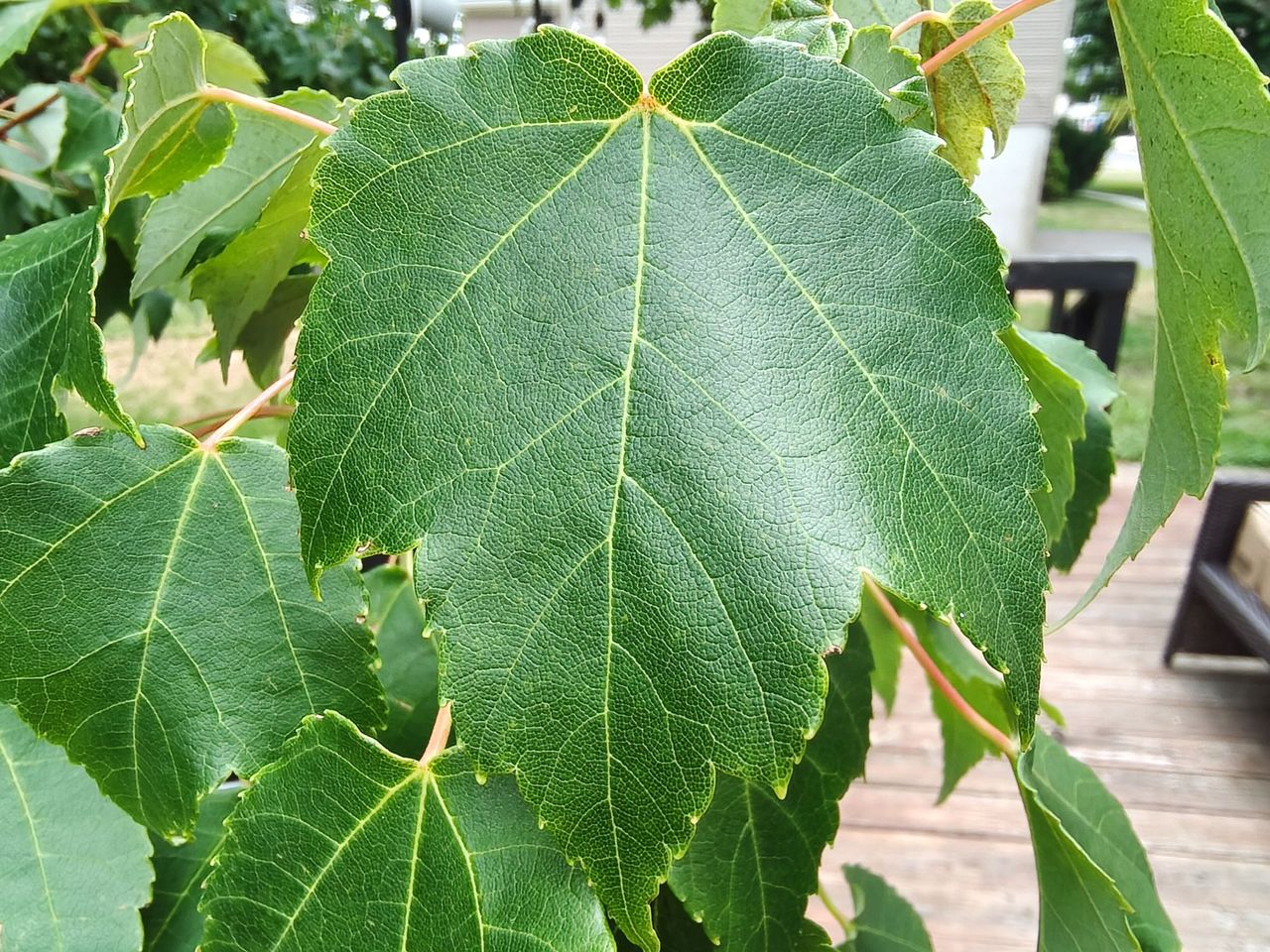 TCL NXTPAPER 70 Pro camera sample.