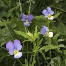 Purple-White Field Pansies