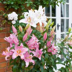 Pink and white oriental lilies growing in garden border