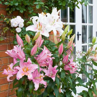 Pink and white oriental lilies growing in garden border