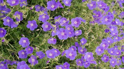 cranesbills Orion blooming in summer garden display