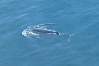 sei-whale-scotland-110726