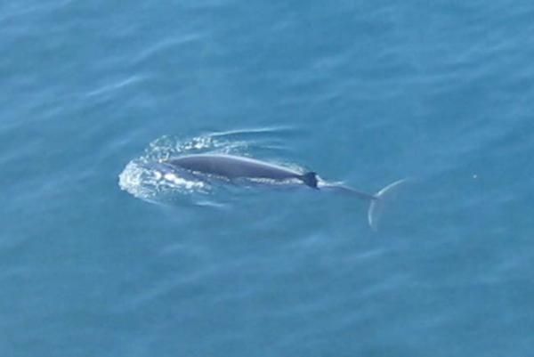 sei-whale-scotland-110726