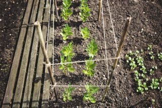 Young fava bean plants with support structure