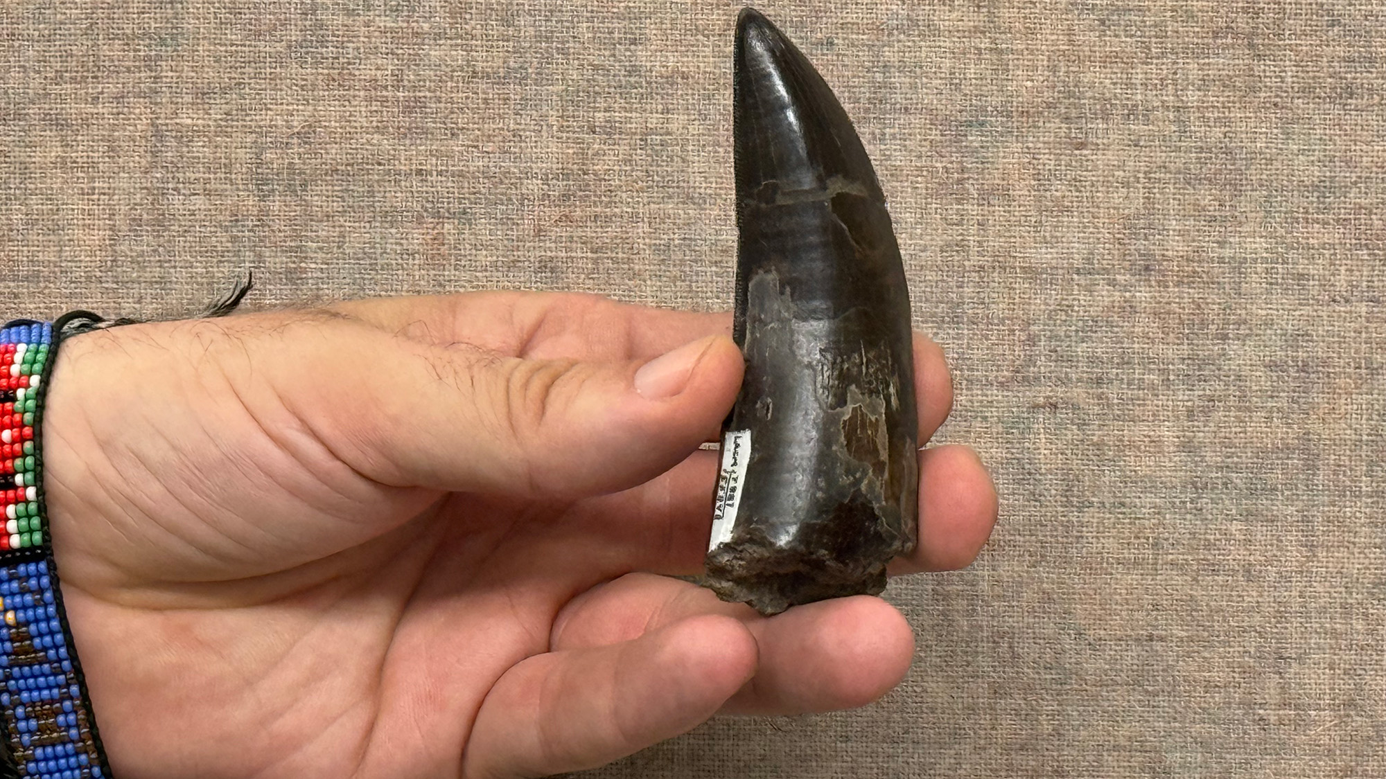 A hand holds a large black, curved tooth