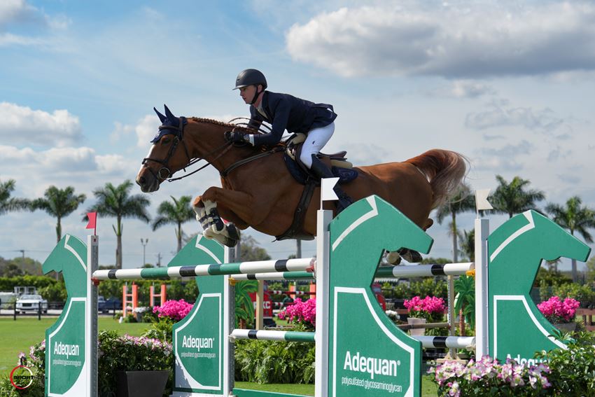 Showjumping news - Philip McGuane finds winning form on the Winter Equestrian Festival