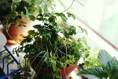 Potted Herb Plants On The Windowsill